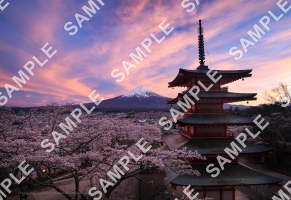 桜と五重塔と富士山の夕景