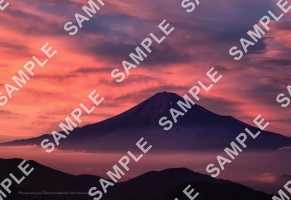 初夏の富士山と雲海の夕焼け