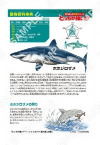 動物百科事典 ホホジロザメ